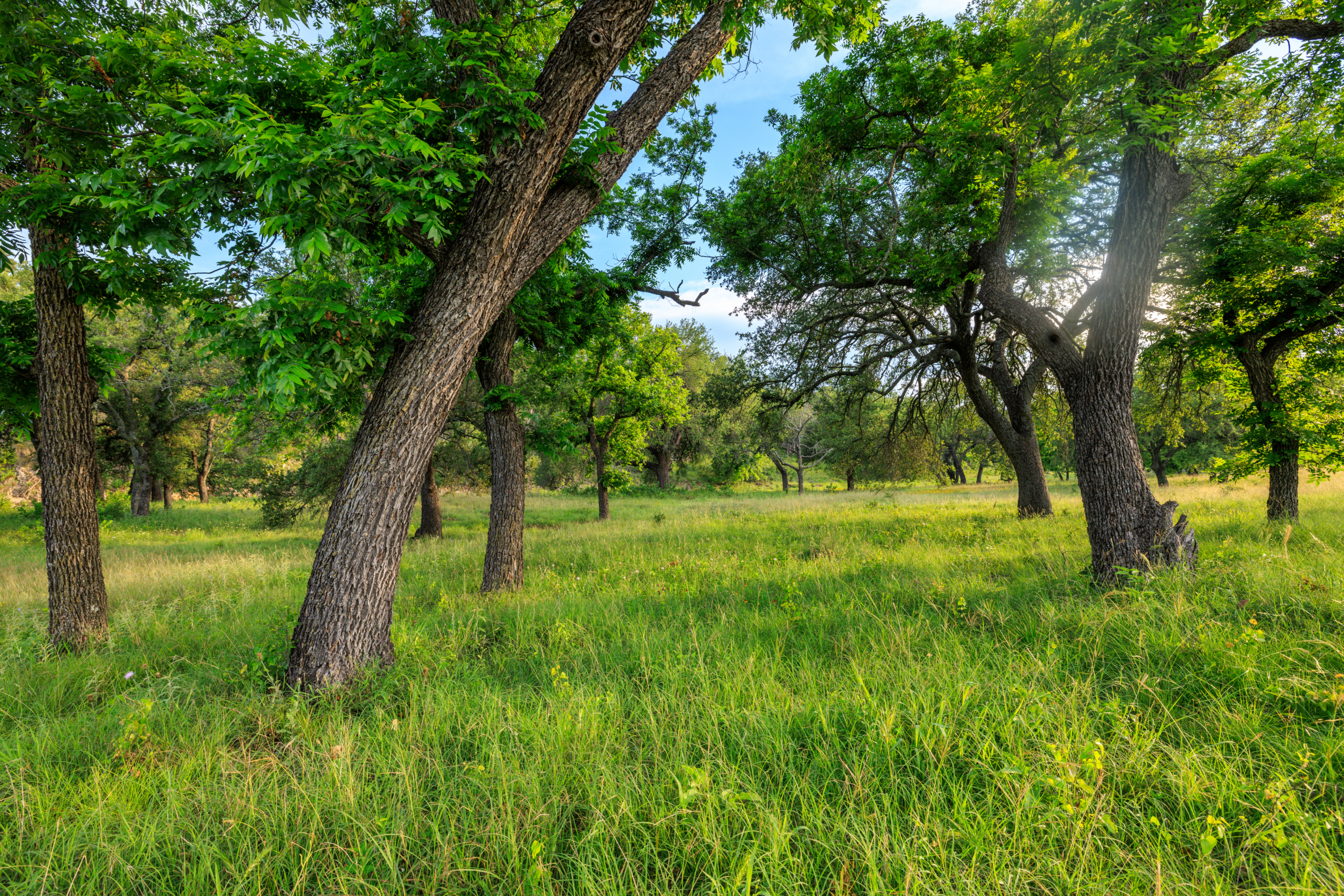 COMANCHE SPRINGS RANCH
