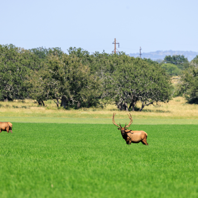 COMANCHE SPRINGS RANCH