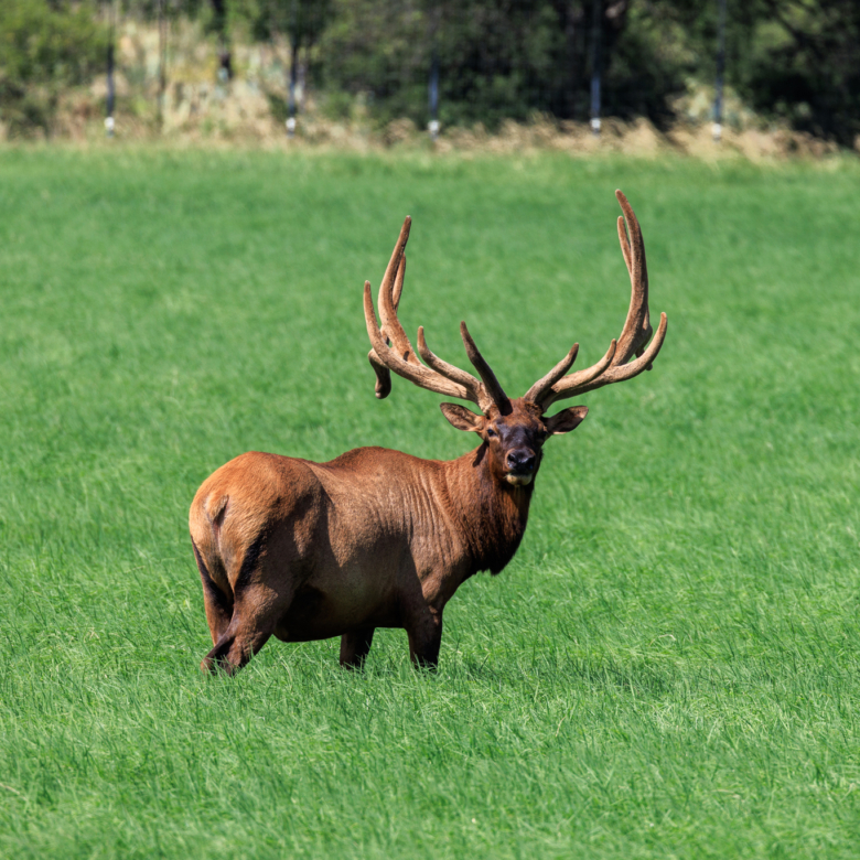 COMANCHE SPRINGS RANCH