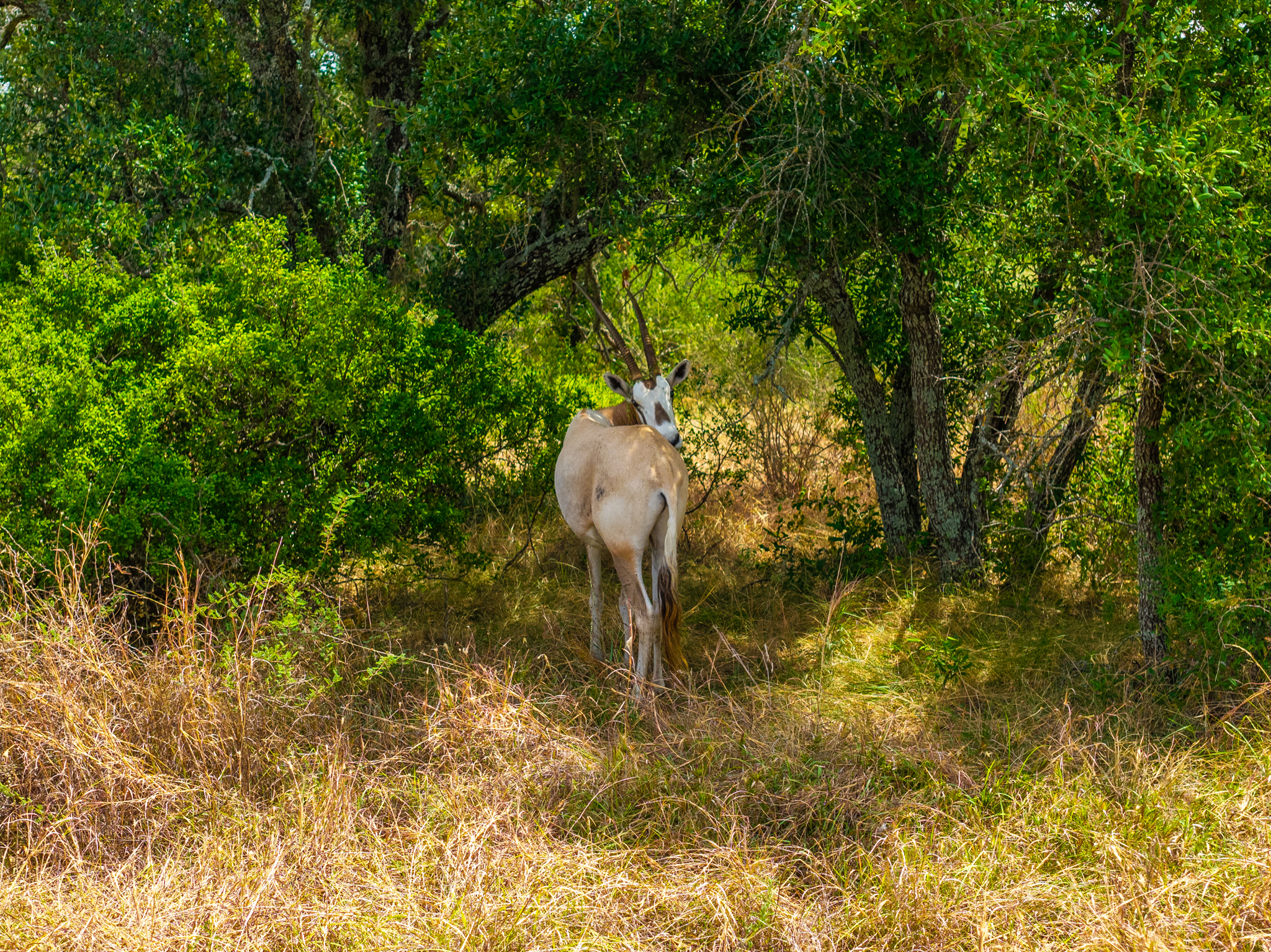 200± Acres | Llano County, Texas