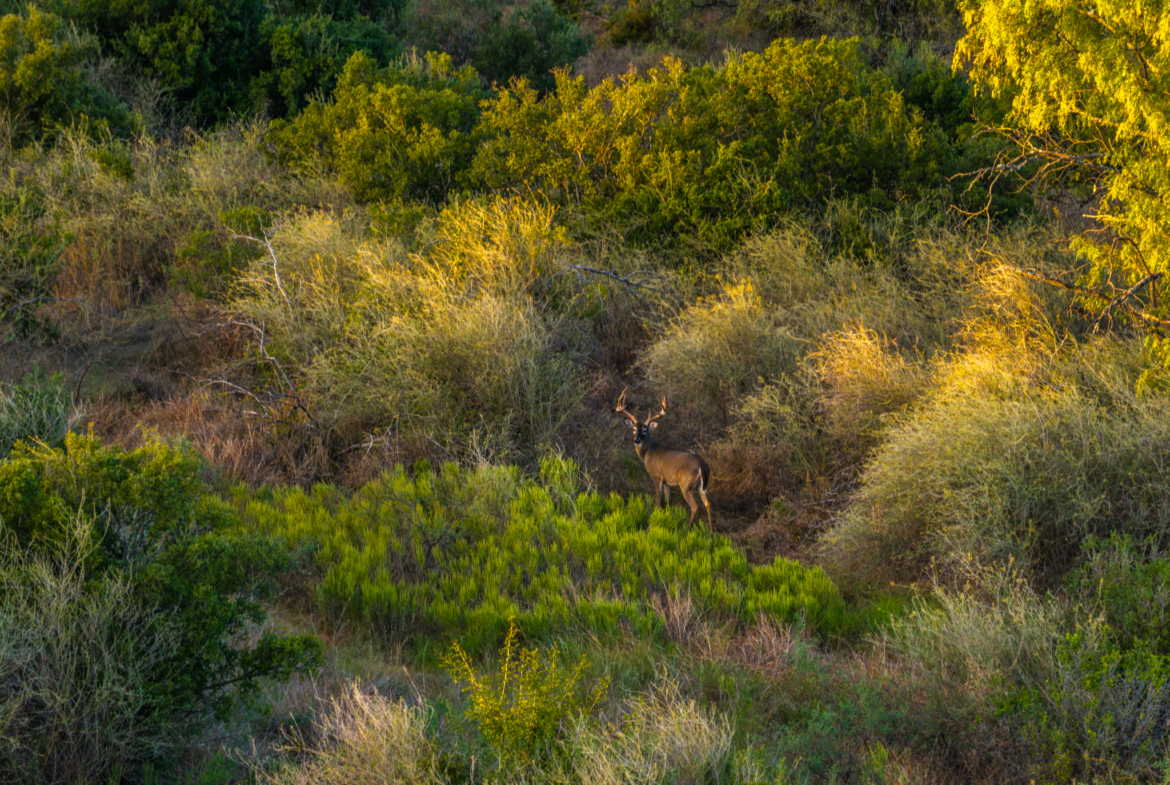 200± Acres | Llano County, Texas