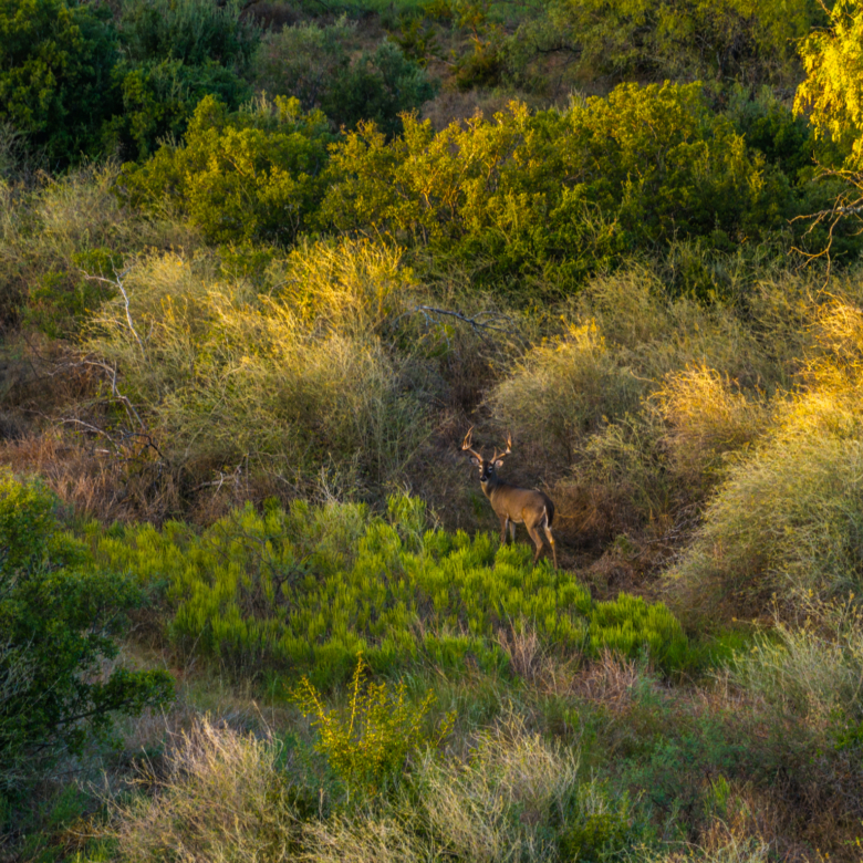 200± Acres | Llano County, Texas